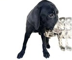 Small Labrador Retriever Mix