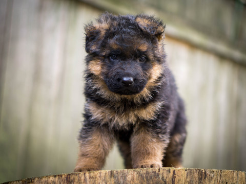 Medium Photo #1 German Shepherd Dog Puppy For Sale in VANCOUVER, WA, USA