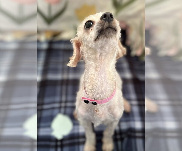 Medium Photo #5 Poodle (Toy)-Unknown Mix Puppy For Sale in Pacolet, SC, USA