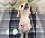 Small Photo #5 Poodle (Toy)-Unknown Mix Puppy For Sale in Pacolet, SC, USA
