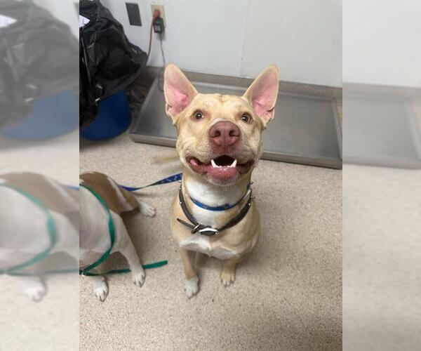 Medium Photo #1 Mutt Puppy For Sale in Bakersfield, CA, USA