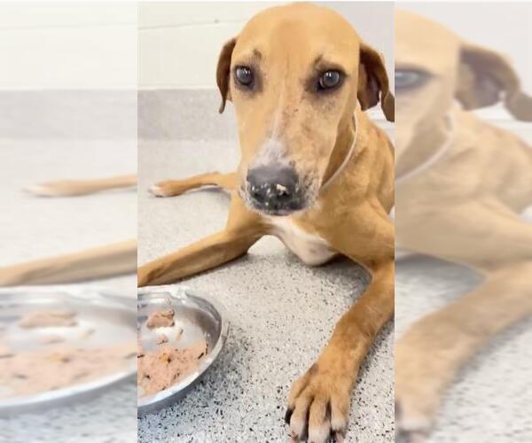 Medium Photo #2 Redbone Coonhound Puppy For Sale in Houston, TX, USA
