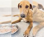 Small #1 Redbone Coonhound