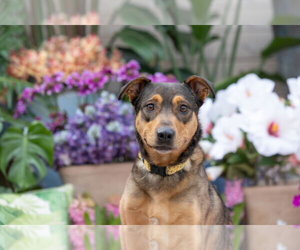 Medium Photo #2 Mutt Puppy For Sale in Brooklyn Center, MN, USA