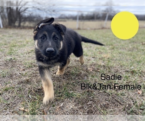 Medium Photo #1 German Shepherd Dog Puppy For Sale in BOLIVAR, MO, USA