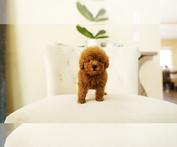Medium Photo #2 Poodle (Toy) Puppy For Sale in LAS VEGAS, NV, USA