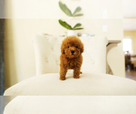 Small Photo #2 Poodle (Toy) Puppy For Sale in LAS VEGAS, NV, USA