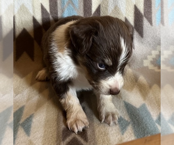 Medium Photo #9 Miniature Australian Shepherd Puppy For Sale in FORT MORGAN, CO, USA