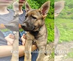 Small Photo #5 German Shepherd Dog Puppy For Sale in BEAVER FALLS, PA, USA