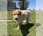 Small #1 Akita-Great Pyrenees Mix