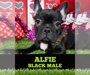 French Bulldog Puppy for sale in ORLANDO, FL, USA