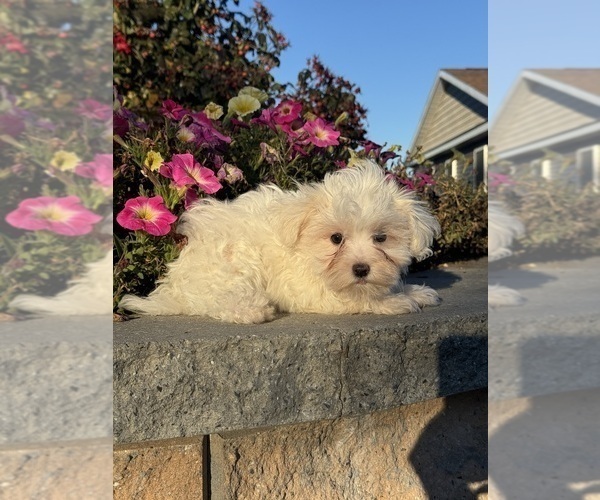 Medium Photo #3 Poo-Ton (Toy) Puppy For Sale in CANOGA, NY, USA