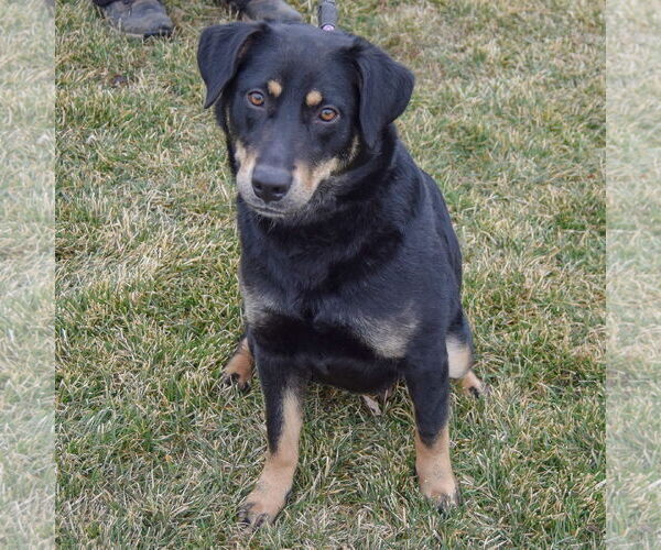 Medium Photo #3 Doberman Pinscher-German Shepherd Dog Mix Puppy For Sale in Huntley, IL, USA