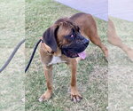 Small #1 Boxer