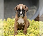 Small #3 Boxer
