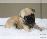 Small #7 Pug