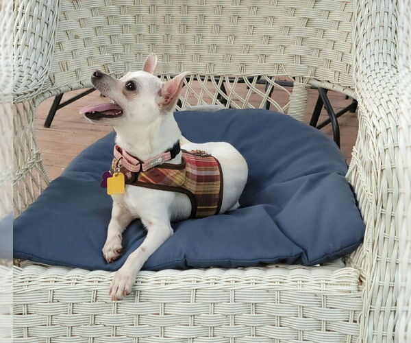 Medium Photo #2 Chihuahua-Unknown Mix Puppy For Sale in Plymouth, MN, USA