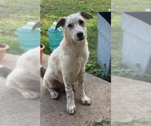 Mutt Dogs for adoption in San Antonio, TX, USA