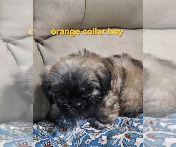 Medium Photo #3 Shih Tzu Puppy For Sale in WOODSFIELD, OH, USA
