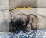 Small #2 Shih Tzu