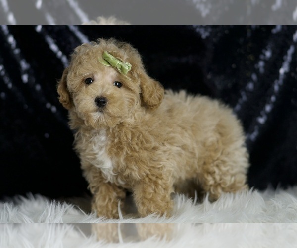 Medium Photo #26 Maltipoo Puppy For Sale in WARSAW, IN, USA
