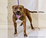 Small #2 American Pit Bull Terrier