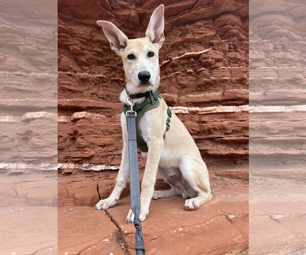 Medium Photo #1 Carolina Dog-Unknown Mix Puppy For Sale in The Woodlands, TX, USA