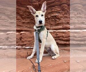 Carolina Dog-Unknown Mix Dogs for adoption in The Woodlands, TX, USA