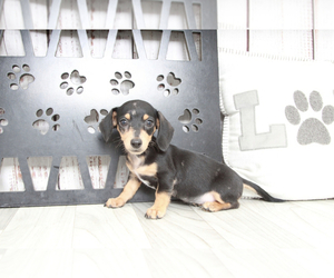 Dachshund Puppy for sale in MARIETTA, GA, USA