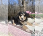 Small Photo #13 Australian Shepherd Puppy For Sale in FARMVILLE, VA, USA
