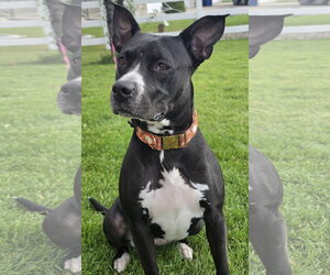 Sassy Marley - Female Mutt Dog for Adoption - Photo #2