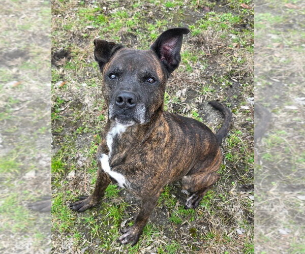Medium Photo #4 Mountain Cur-Unknown Mix Puppy For Sale in Anniston, AL, USA