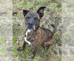 Small Photo #4 Mountain Cur-Unknown Mix Puppy For Sale in Anniston, AL, USA