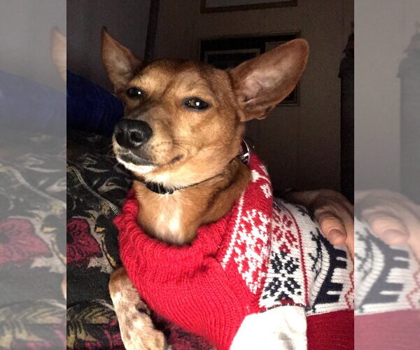 Medium Photo #15 Rat-Cha Puppy For Sale in Wakefield, RI, USA