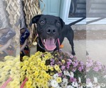 Small Labrador Retriever Mix
