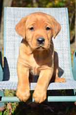 Labrador Retriever Puppy for sale in GREEN LANE, PA, USA