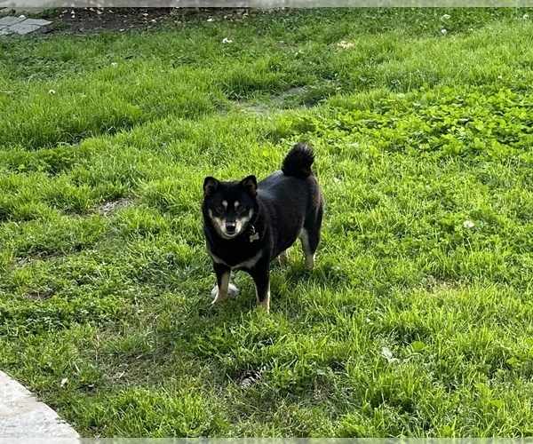 Medium Photo #1 Shiba Inu Puppy For Sale in TEMECULA, CA, USA