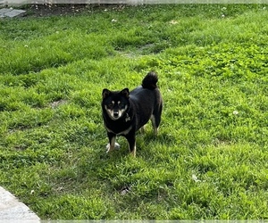 Mother of the Shiba Inu puppies born on 03/18/2026