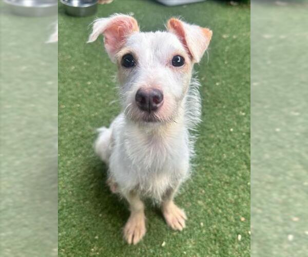 Medium Photo #1 Rat Terrier Puppy For Sale in Woodland, CA, USA