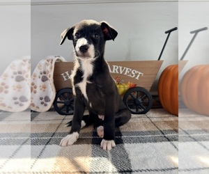 Border Collie Puppy for sale in GREENFIELD, IN, USA