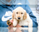 Small Photo #3 Golden Retriever Puppy For Sale in GRAND RAPIDS, MI, USA