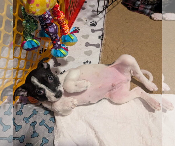 Medium Photo #2 Mutt Puppy For Sale in Brooklyn Center, MN, USA