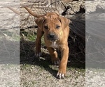 Small Photo #12 Rhodesian Ridgeback Puppy For Sale in MORONGO VALLEY, CA, USA