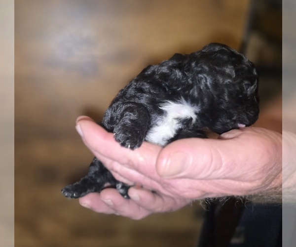 Medium Photo #10 Poodle (Toy) Puppy For Sale in DYERSBURG, TN, USA