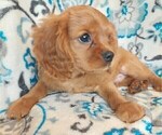 Small Photo #3 Cavalier King Charles Spaniel Puppy For Sale in ELKTON, KY, USA