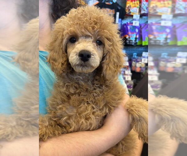 Medium Photo #1 Poodle (Miniature) Puppy For Sale in Palatine/Kildeer/Buffalo grove, IL, USA