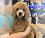 Dean - Male Poodle (Miniature) Dog for Adoption - Small photo
