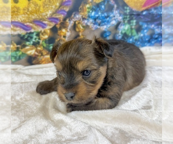 Medium Photo #30 Morkie Puppy For Sale in CASSVILLE, MO, USA