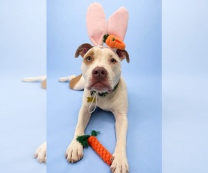 Mutt Dogs for adoption in Sandy, UT, USA