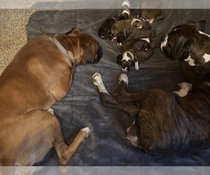 Father of the Boxer puppies born on 10/03/2022